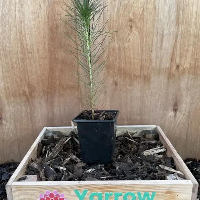 Slash Pine 20/40cm (P9)
