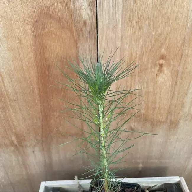 Slash Pine 20/40cm (P9) - Image 5