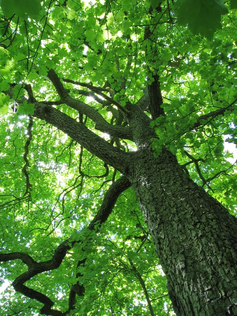 Wild Service Tree 40/60cm (P9T) - Image 7