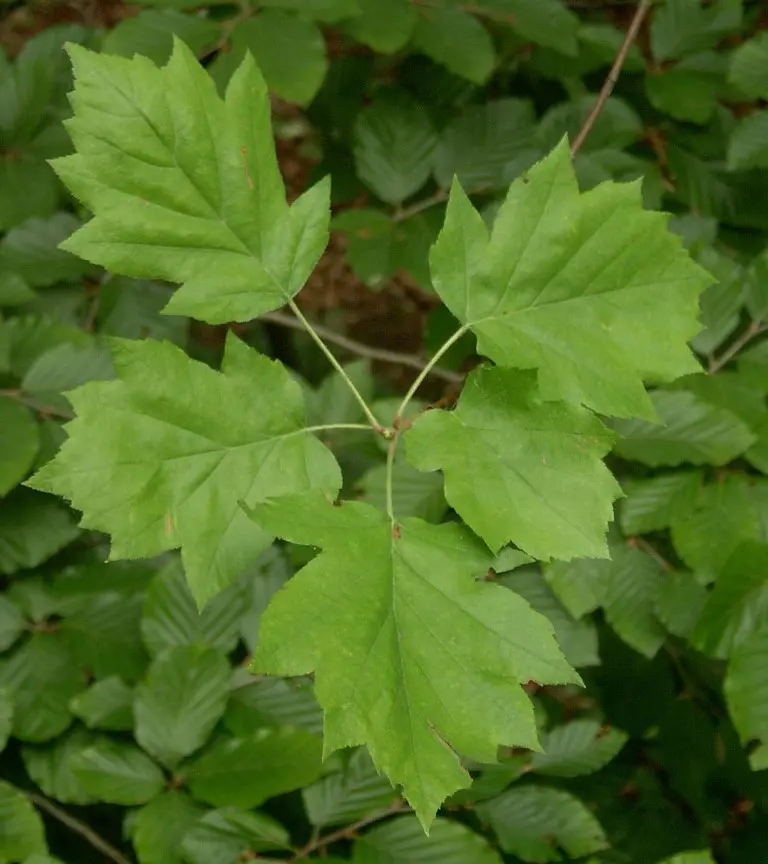 Wild Service Tree 40/60cm (P9T) - Image 9