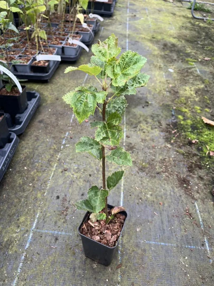 Wild Service Tree 40/60cm (P9T) - Image 2