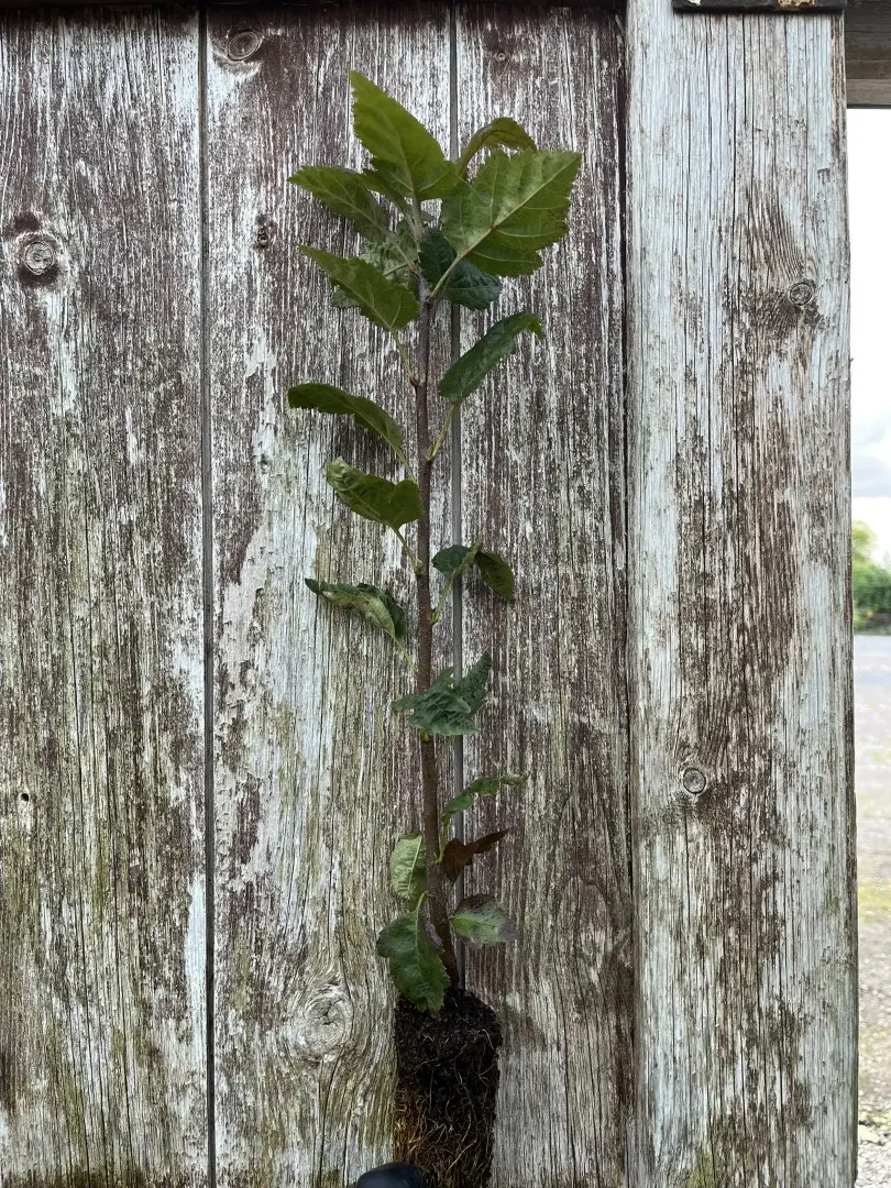 Wild Service Tree 20/40cm (Cell) - Image 3