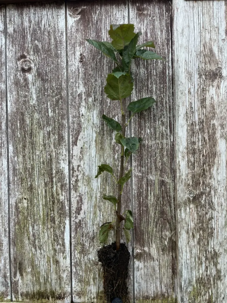 Wild Service Tree 20/40cm (Cell)