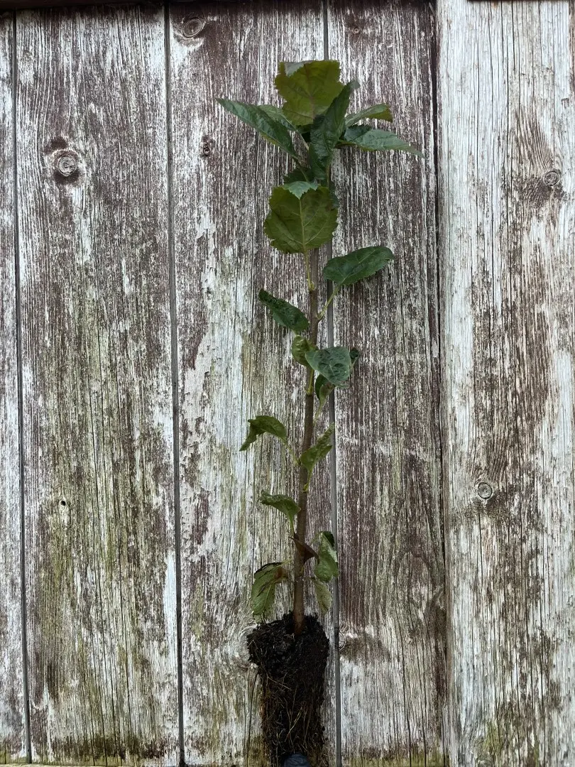 Wild Service Tree 20/40cm (Cell)