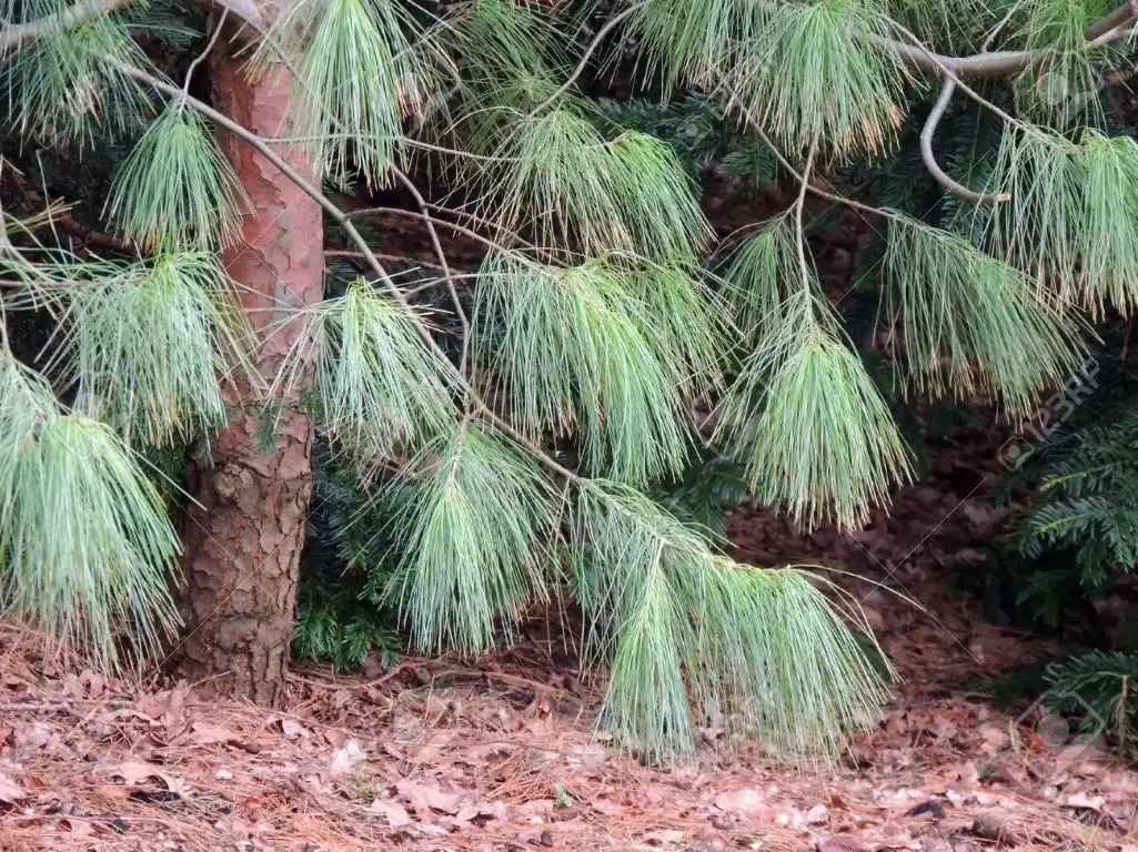 Chinese White Pine 60/80cm (10L) - Image 6