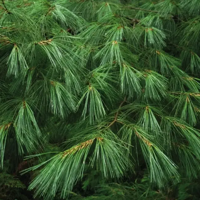 Chinese White Pine 40/60cm (2L) - Image 7