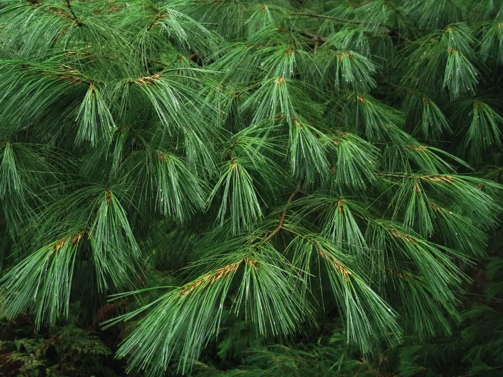 Chinese White Pine 60/80cm (10L) - Image 5
