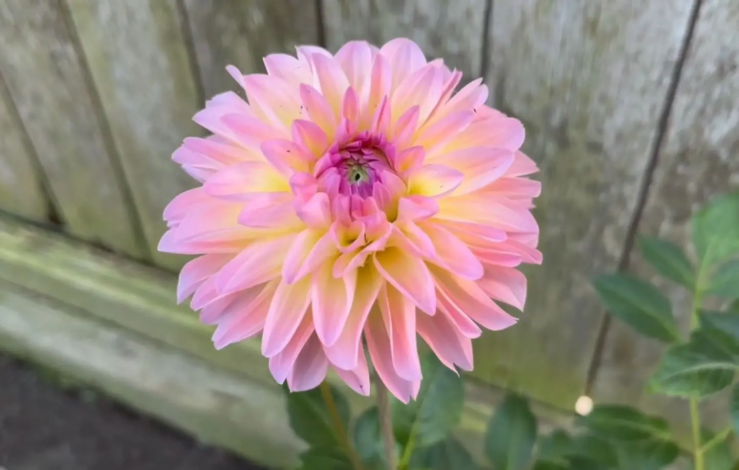 Dahlia Elsi Tubers