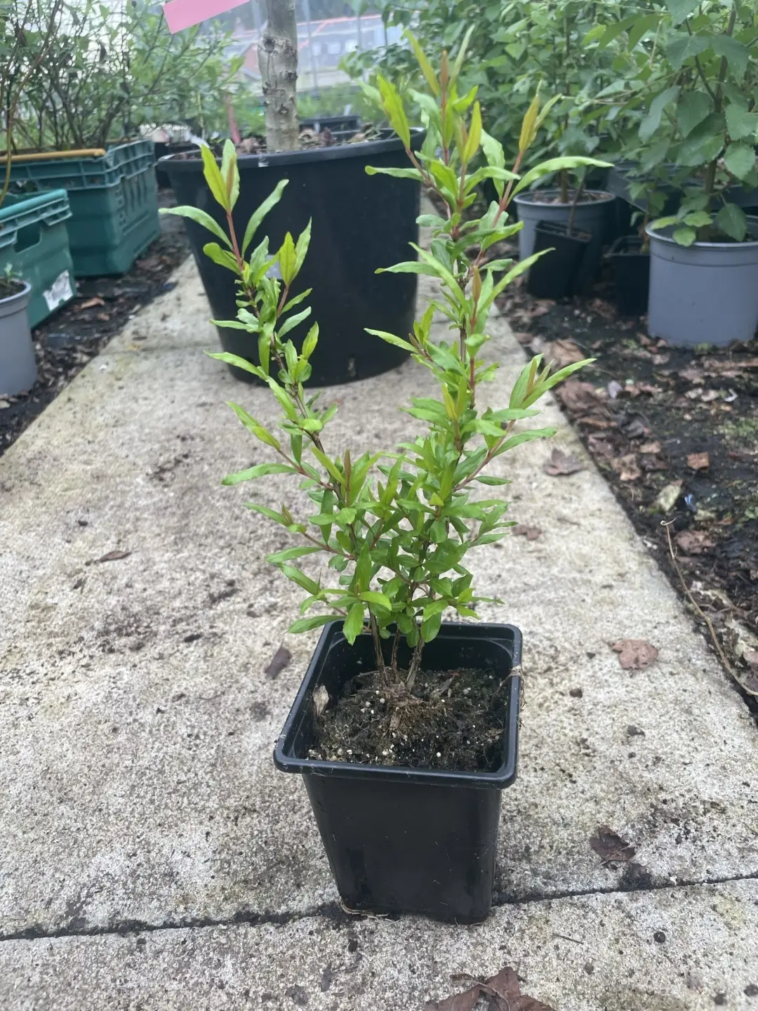 Pomegranate Tree 20/40cm (P9)