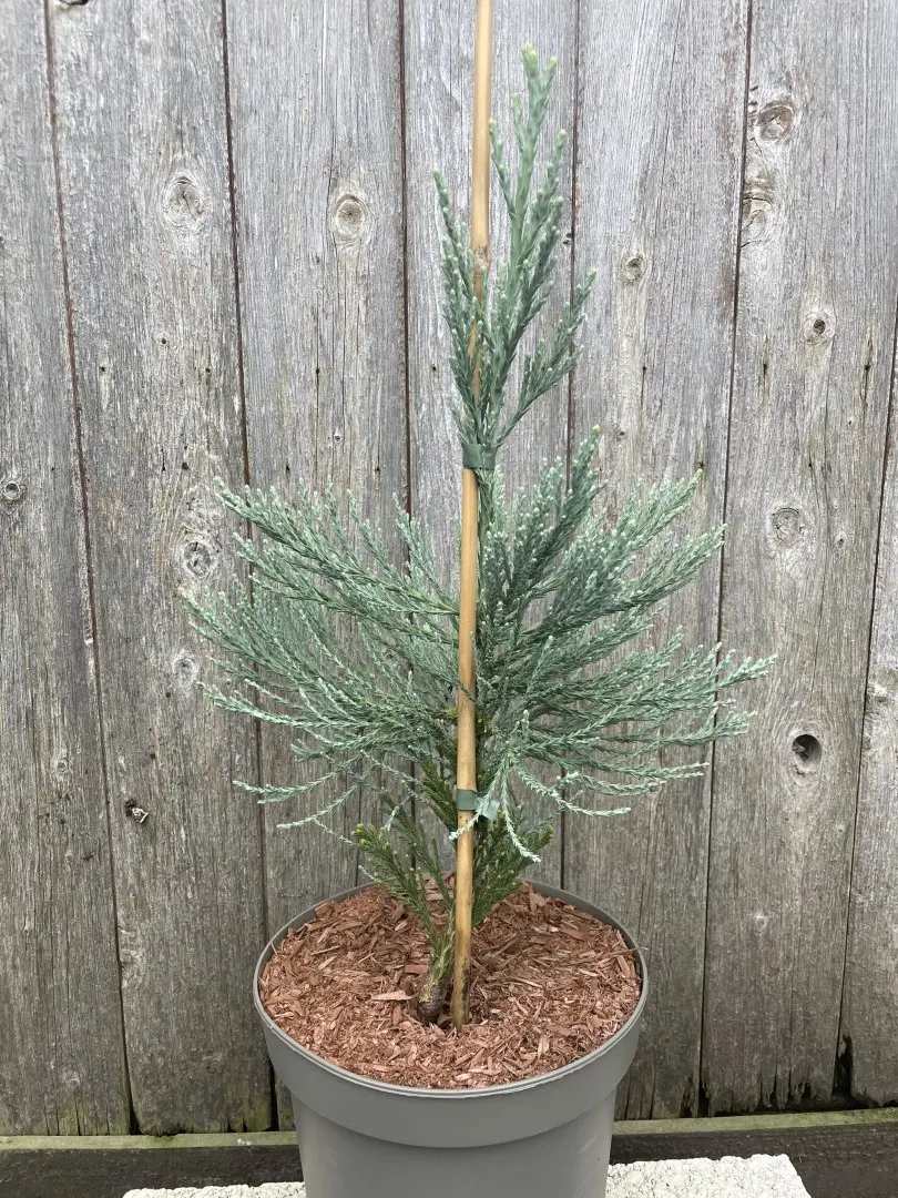 Sequoiadendron giganteum Giant Redwood 'Glaucum' 40/60cm (5L)