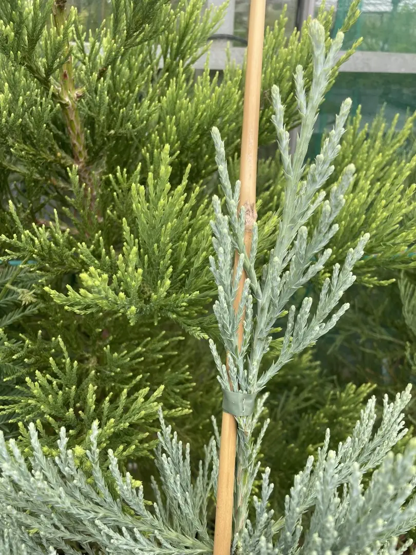 Sequoiadendron giganteum Giant Redwood 'Glaucum' 40/60cm (5L)