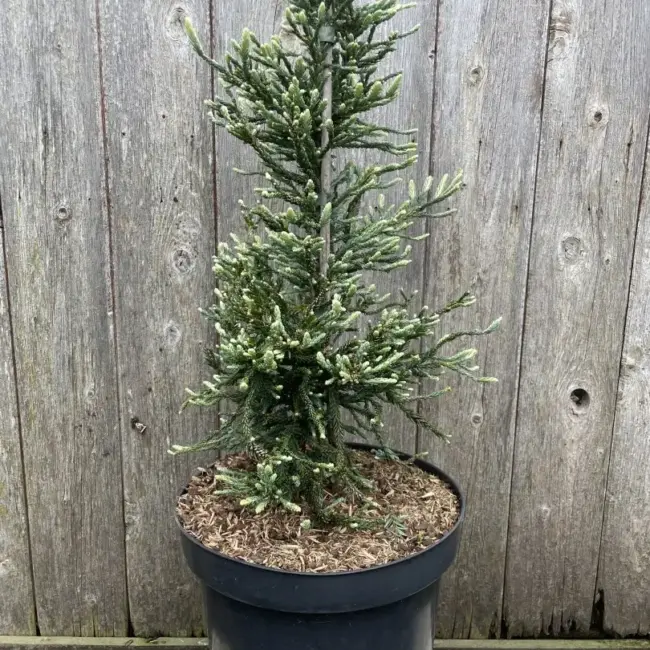 Sequoia sempervirens Coast Redwood 'Lightning'