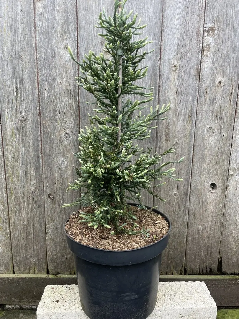 Sequoia sempervirens Coast Redwood 'Lightning'