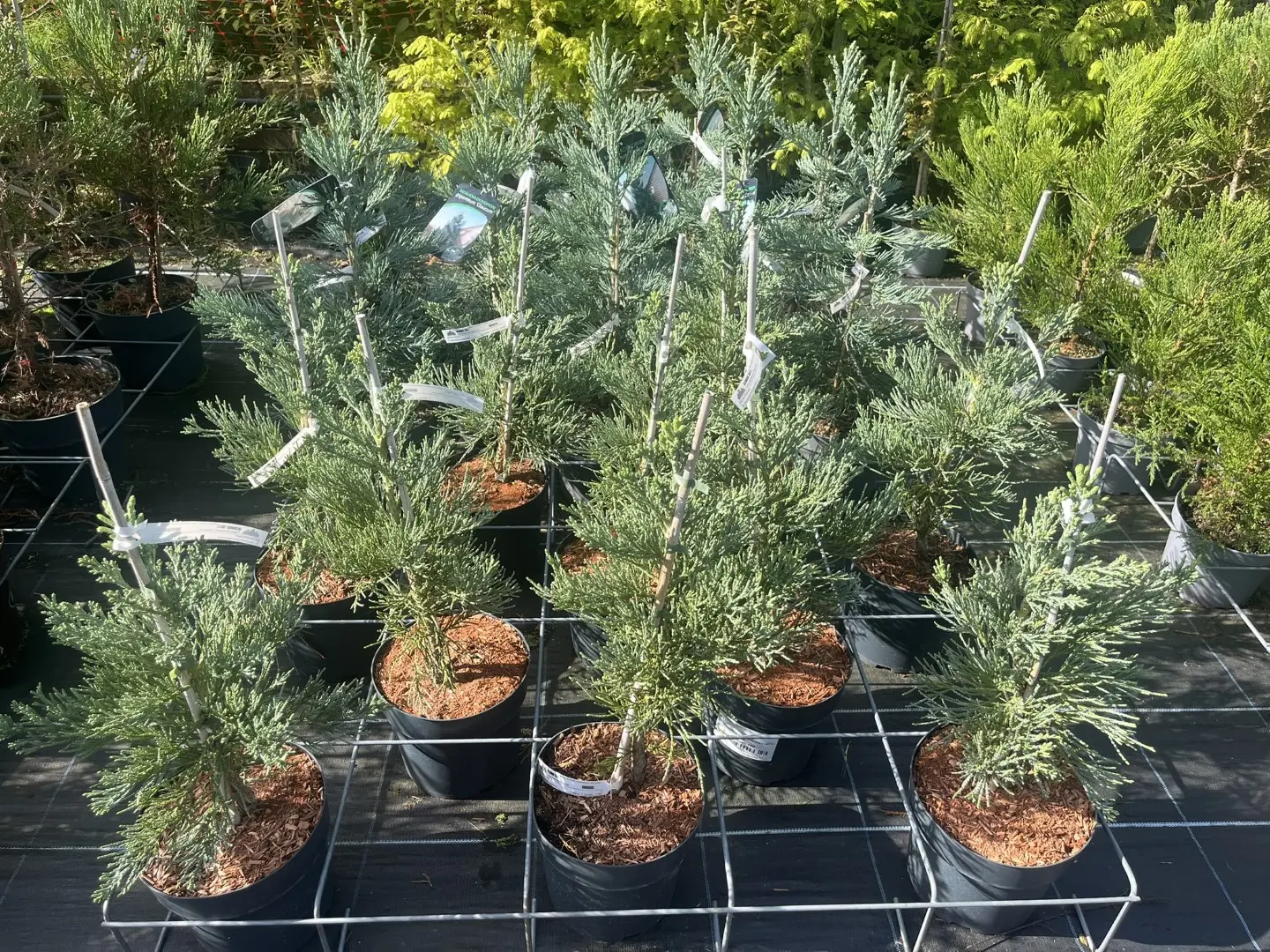 Sequoiadendron giganteum - Giant Redwood 'Glaucum'