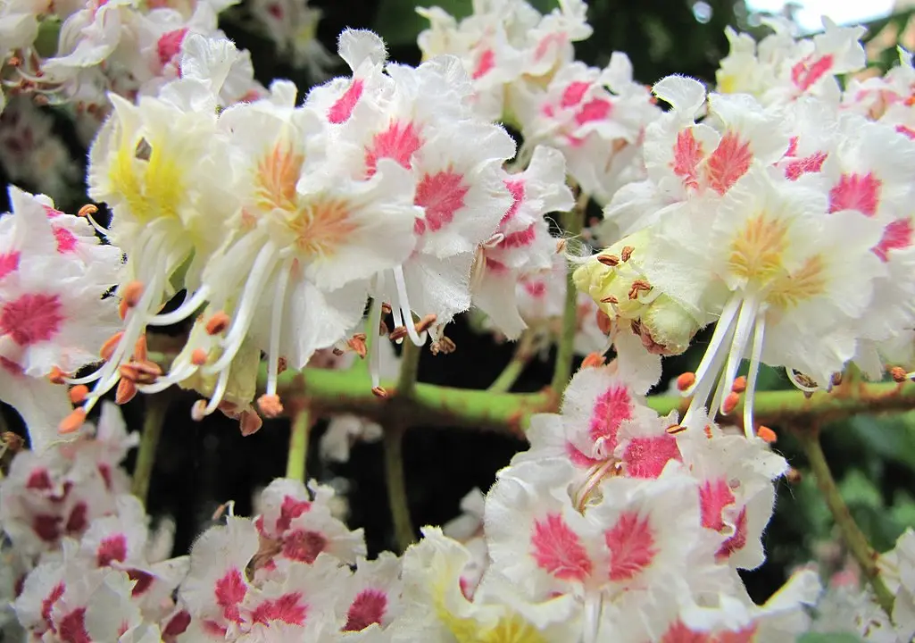 Horse Chestnut Tree 20/40cm (Cell) - Image 9