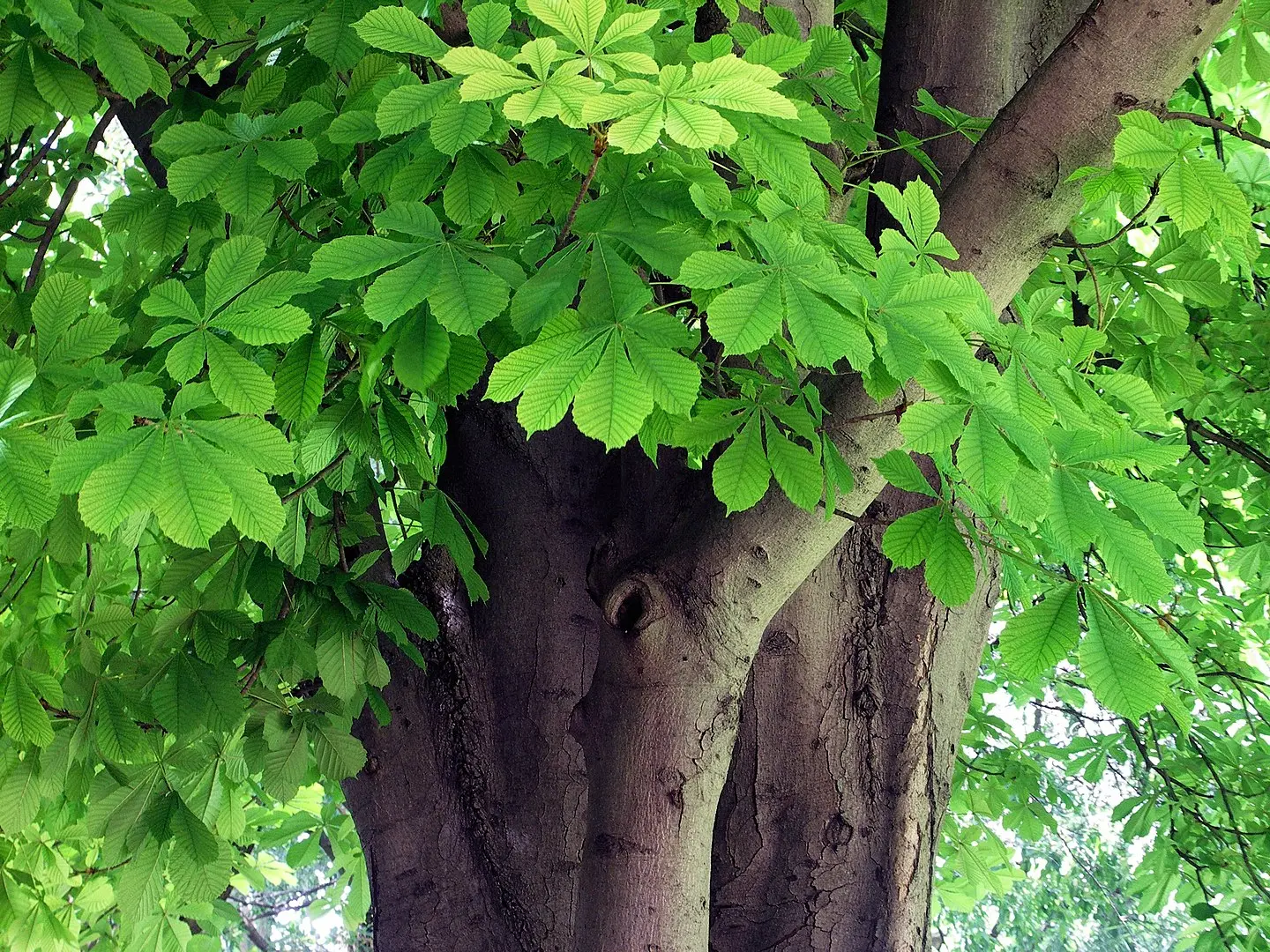 Horse Chestnut Tree 20/40cm (Cell) - Image 8