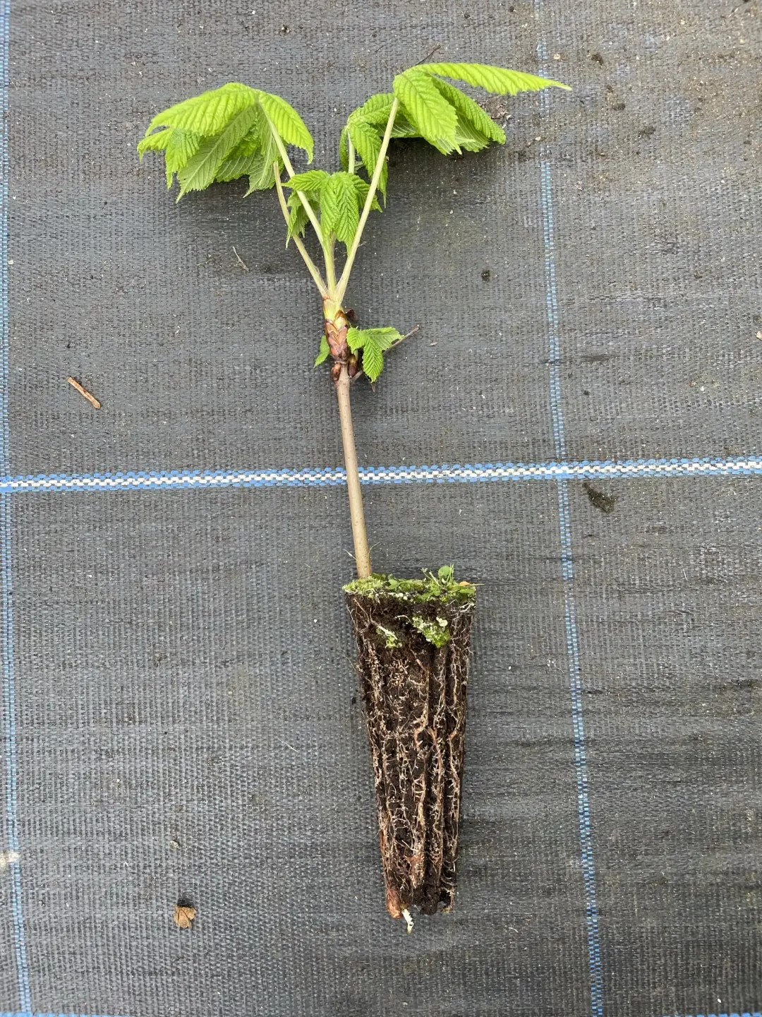 Aesculus hippocastanum - Horse Chestnut