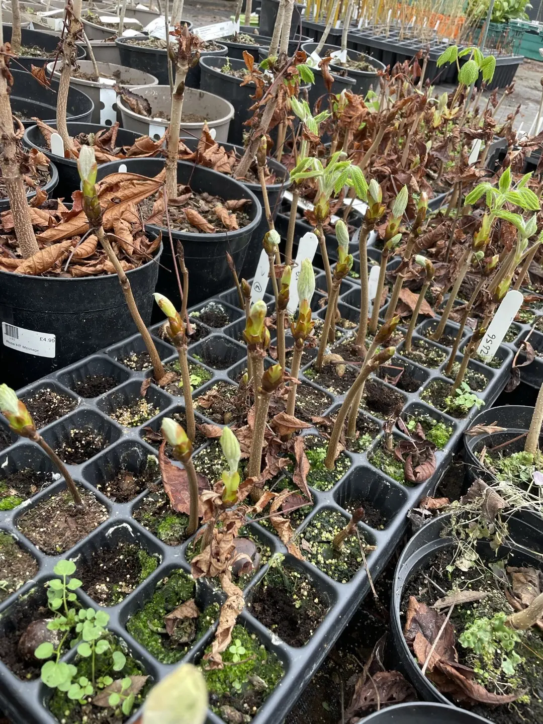 Aesculus hippocastanum - Horse Chestnut