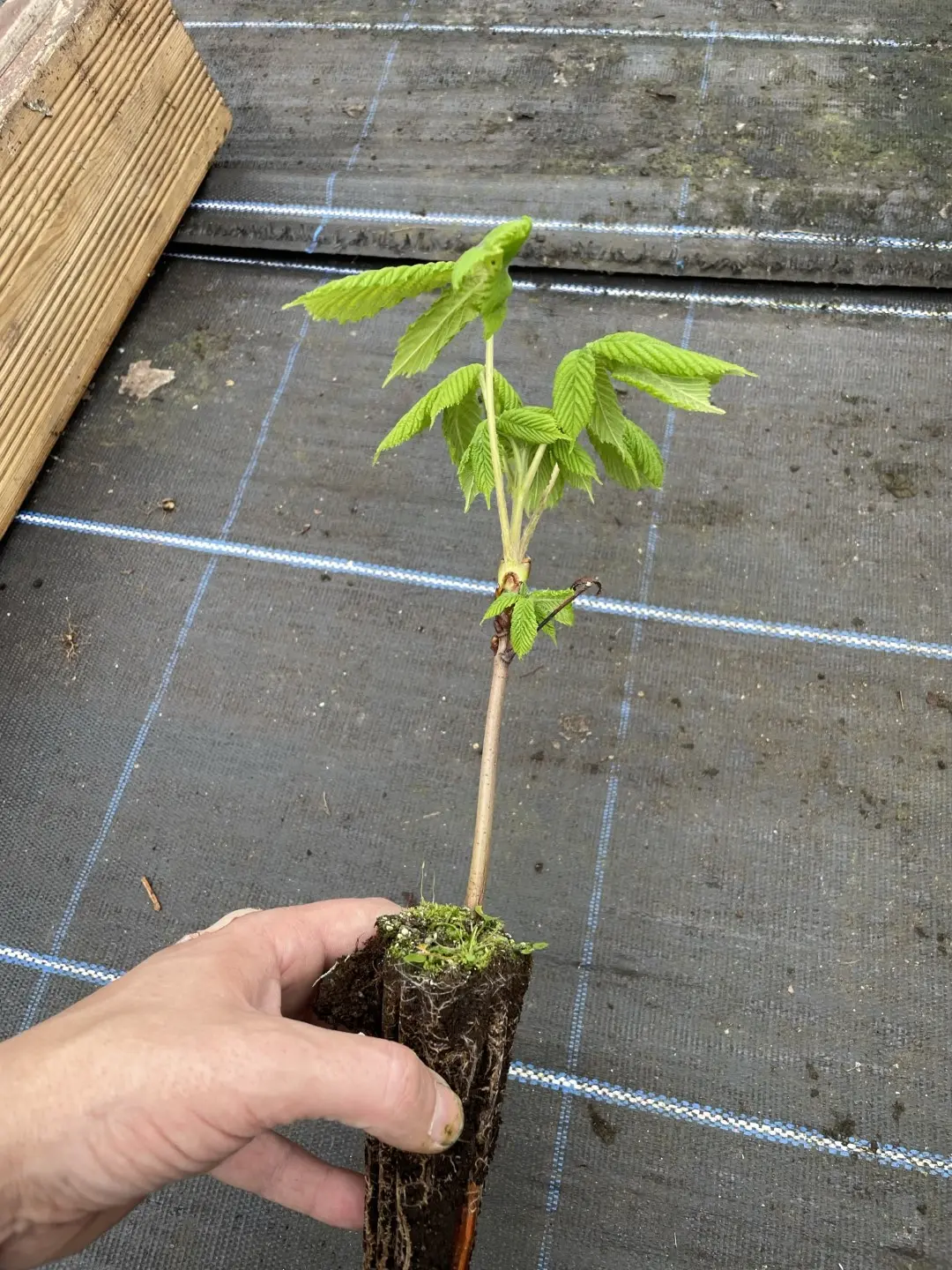 Aesculus hippocastanum - Horse Chestnut