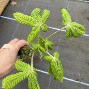 Aesculus hippocastanum - Horse Chestnut