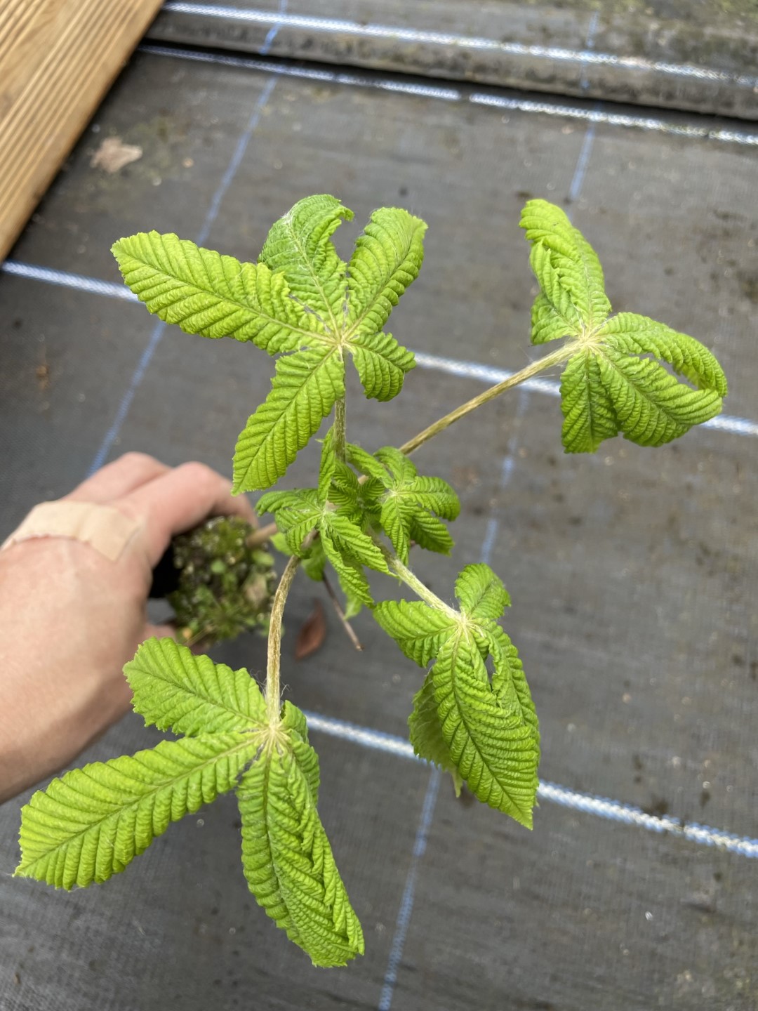 Horse Chestnut Tree 20/40cm (Cell) - Aesculus hippocastanum