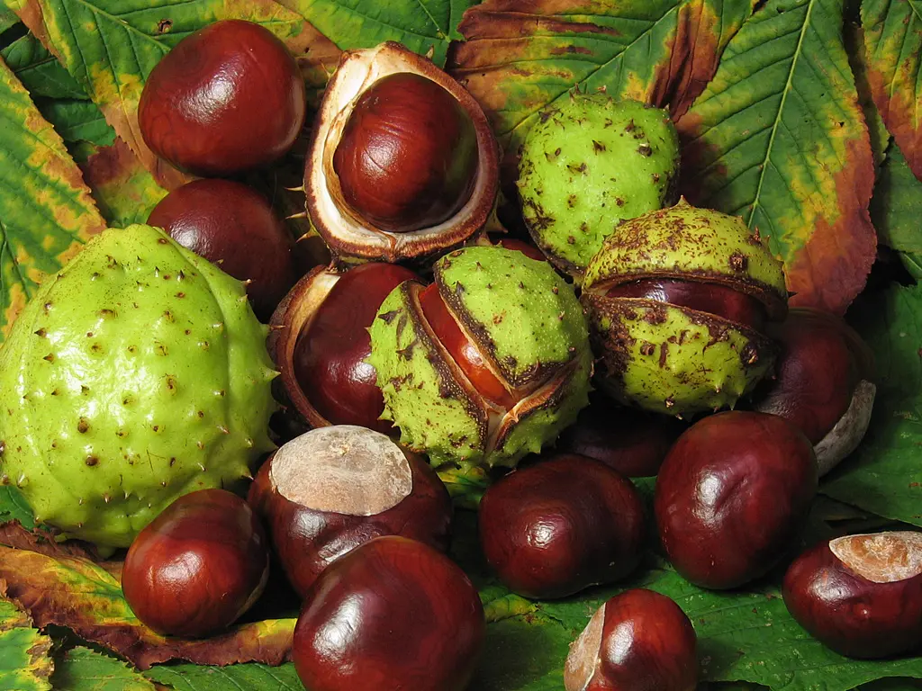 Horse Chestnut Tree 20/40cm (Cell) - Image 10