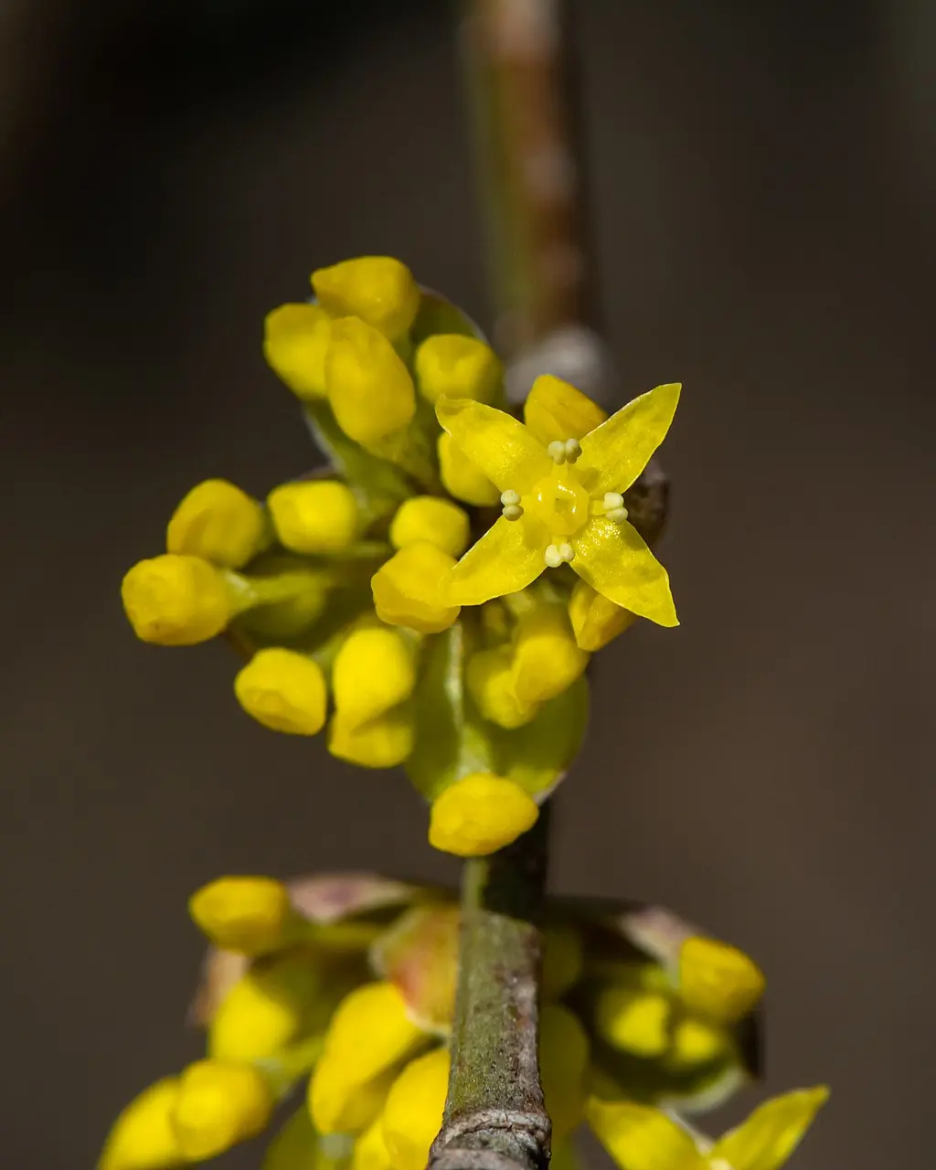 Cornelian Cherry 60/80cm (2L) - Image 3