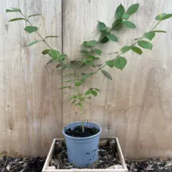 Cornelian Cherry 40/60cm (2L)