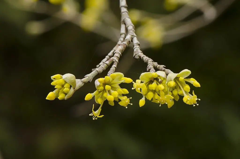 Cornelian Cherry 60/80cm (2L) - Image 4