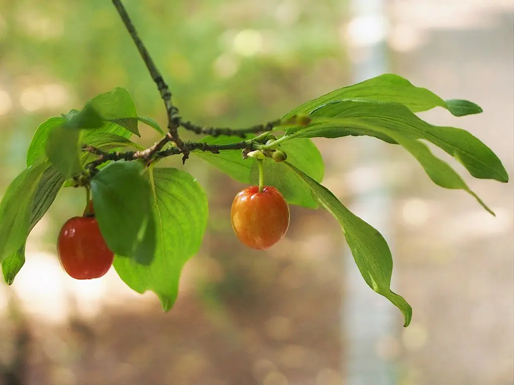 Cornelian Cherry 60/80cm (2L) - Image 5