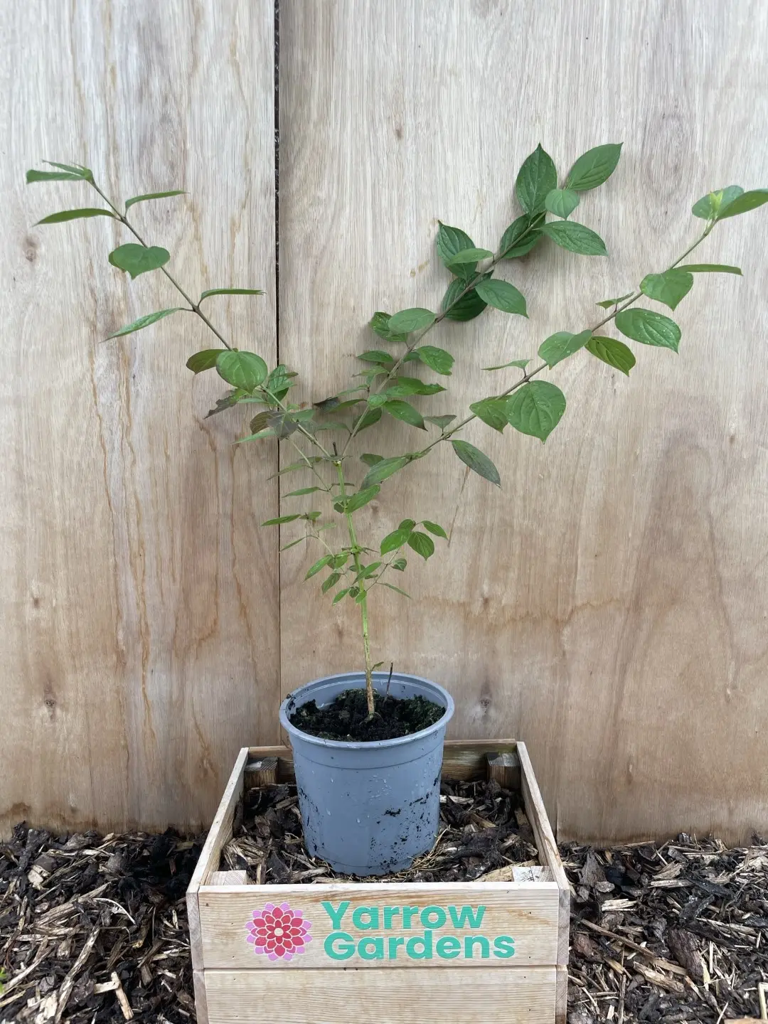 Cornelian Cherry 60/80cm (2L)