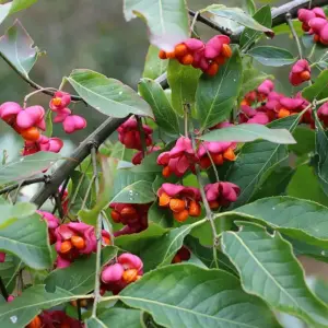 Euonymus europaeus Red Cascade