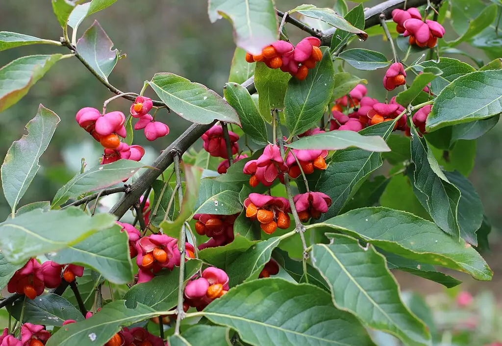 Euonymus europaeus Red Cascade