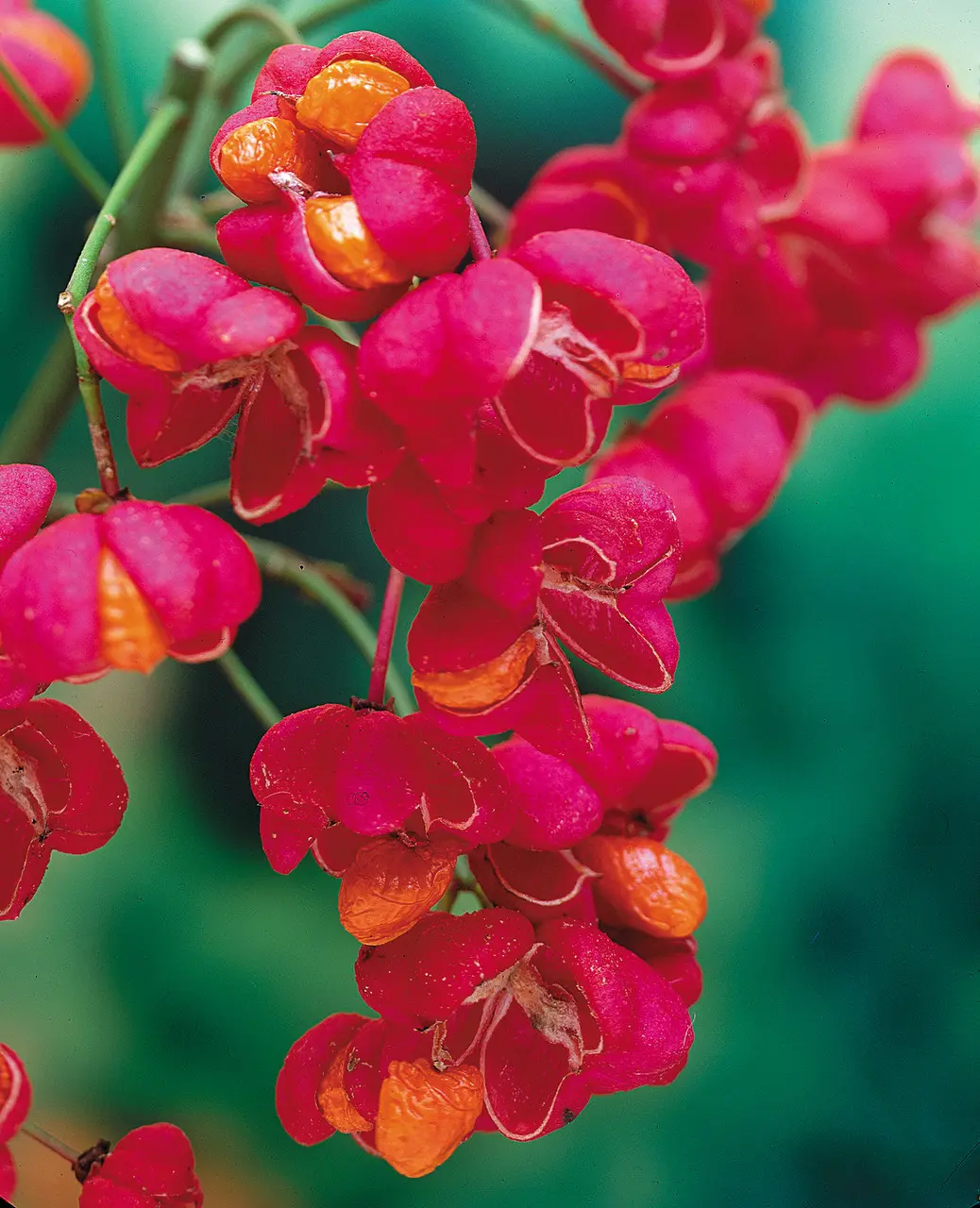 Euonymus europaeus Red Cascade