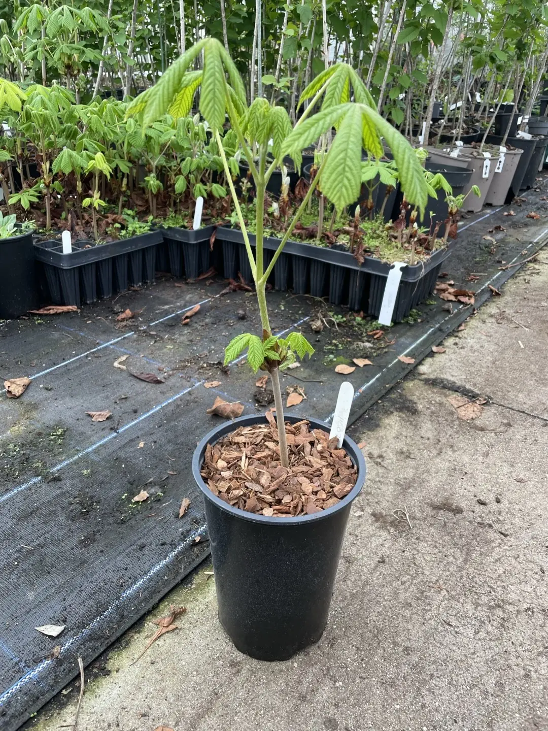 Horse Chestnut