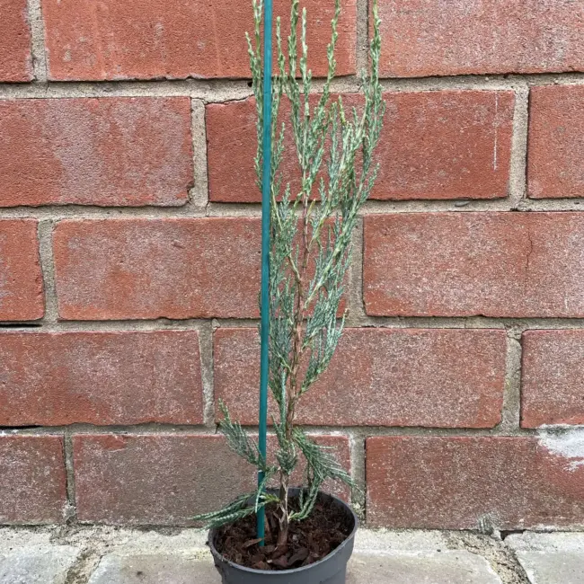 Juniperus scopulorum Skyrocket