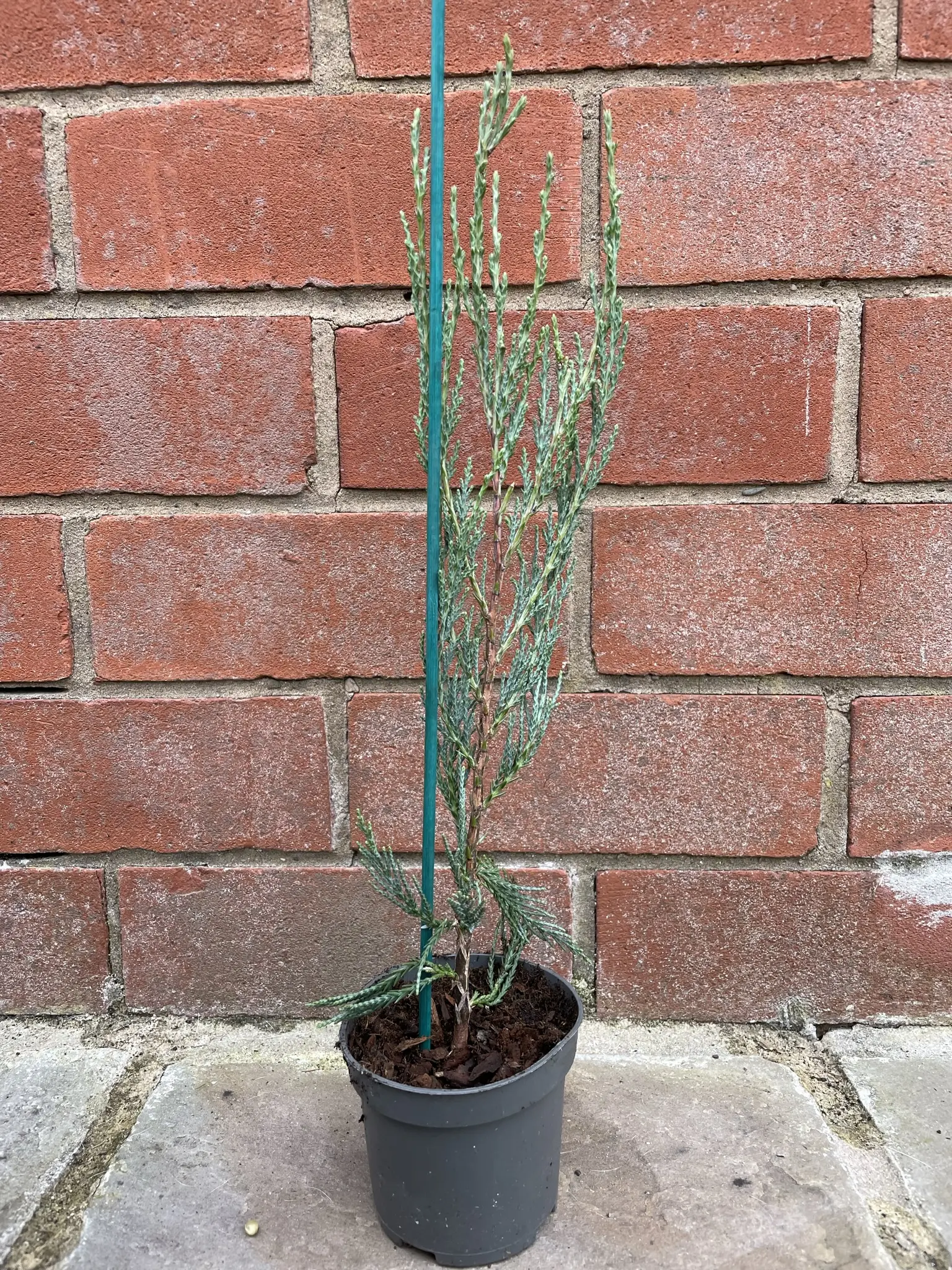 Juniperus scopulorum Skyrocket