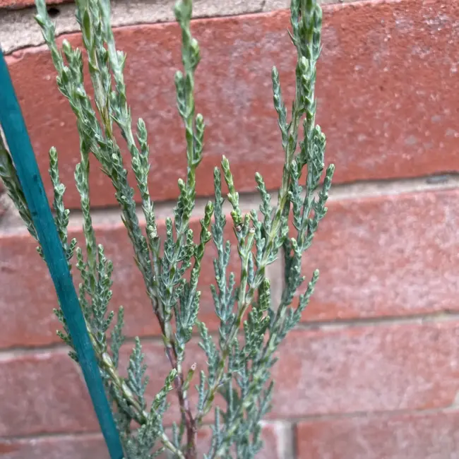 Juniperus scopulorum Skyrocket