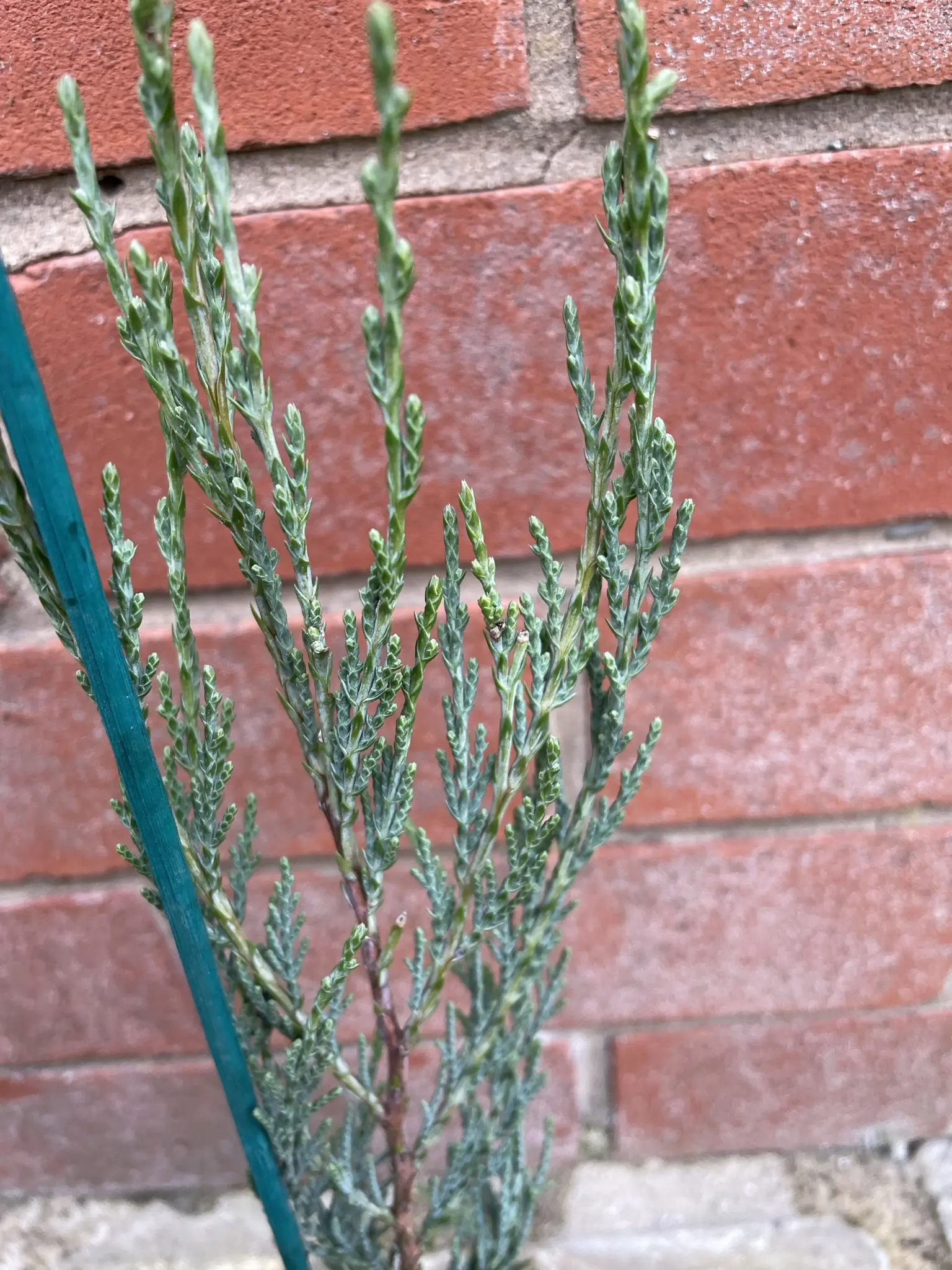Juniperus scopulorum Skyrocket