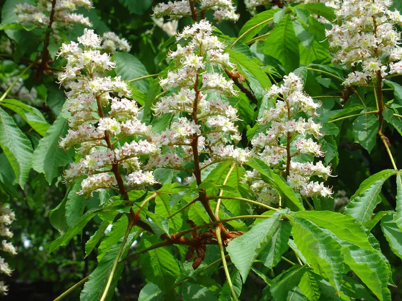 Horse Chestnut Tree 20/40cm (Cell) - Image 7