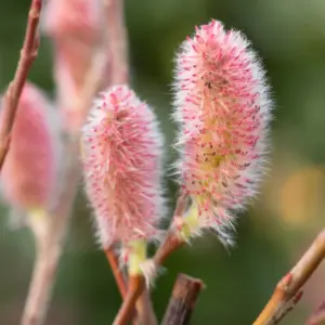 Salix gracilistyla 'Mount Aso' - Pink Pussy Willow
