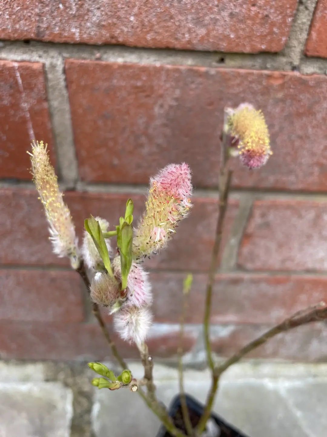 Salix gracilistyla 'Mount Aso' - Pink Pussy Willow