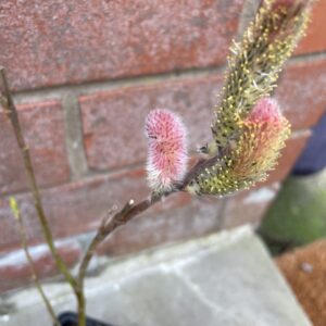 Salix gracilistyla 'Mount Aso' - Pink Pussy Willow