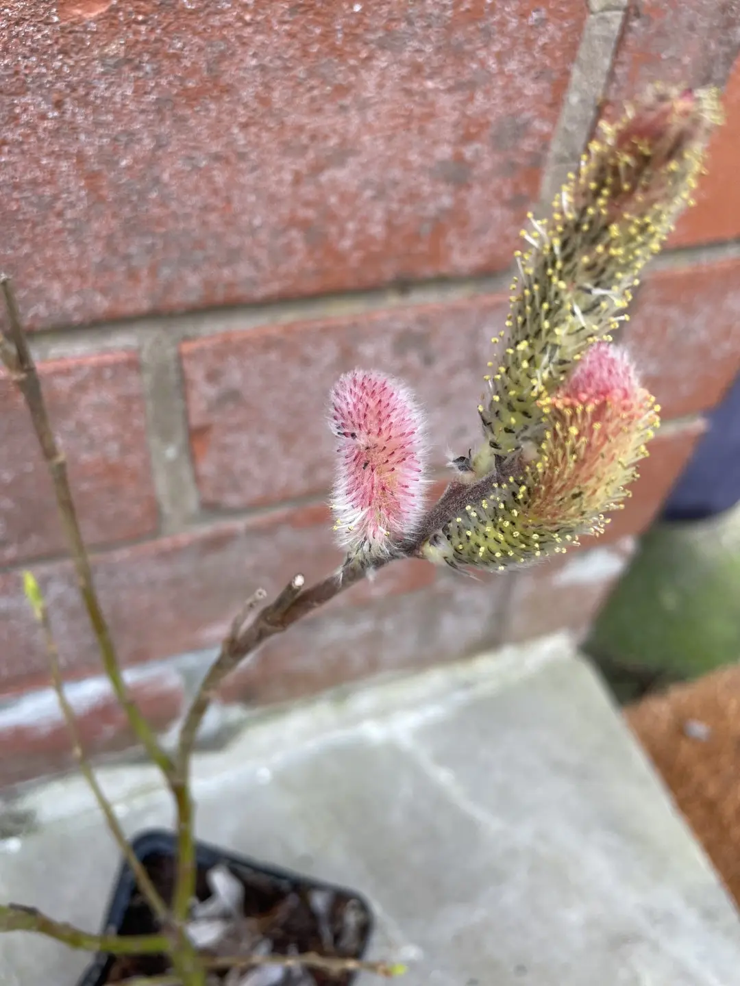 Salix gracilistyla 'Mount Aso' - Pink Pussy Willow