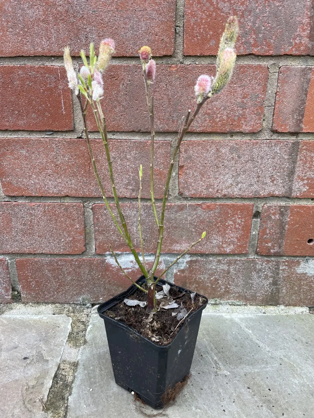 Salix gracilistyla 'Mount Aso' - Pink Pussy Willow