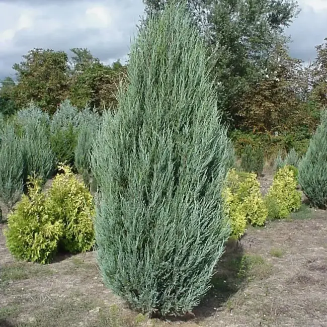 Juniperus scopulorum Skyrocket