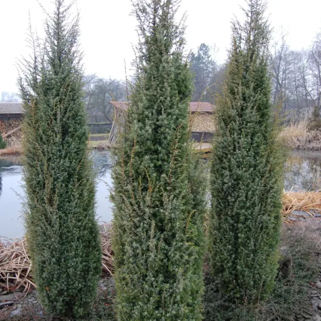 Juniperus scopulorum Skyrocket