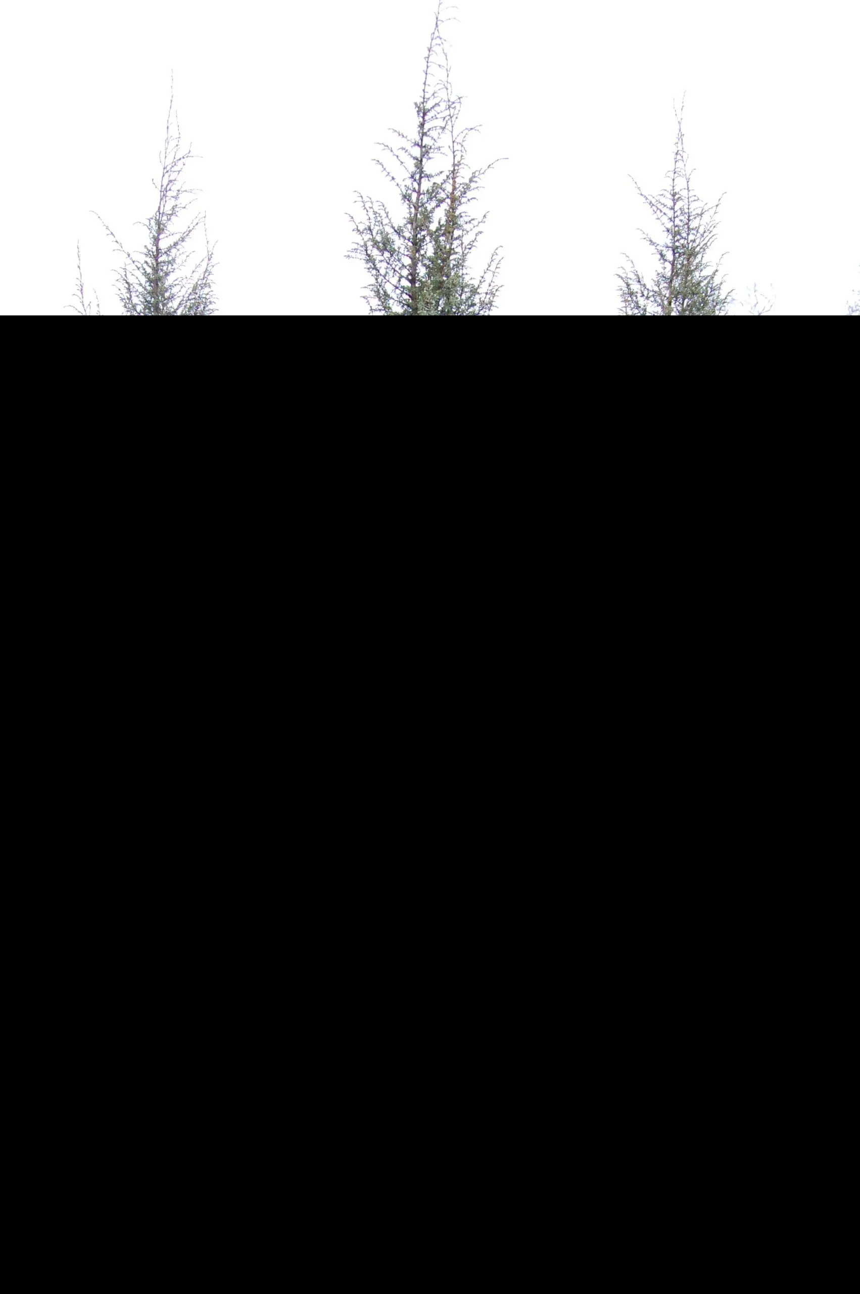 Juniperus scopulorum Skyrocket