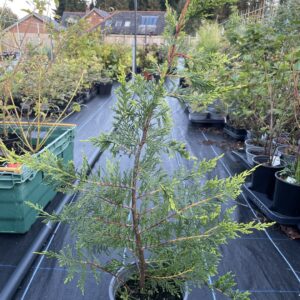 Cuppressocyparis leylandii