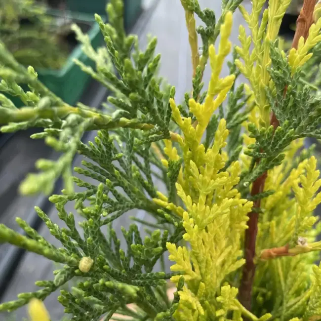 Leylandii Castlewellan Gold 60/80cm (2L) - Image 4